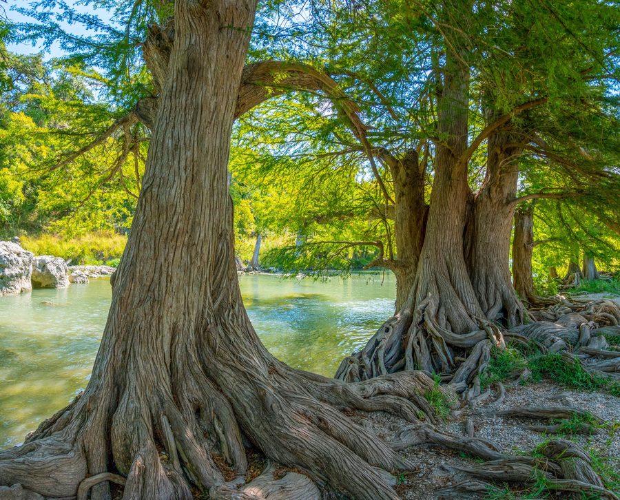 Ancient cypress roots along clear spring-fed water